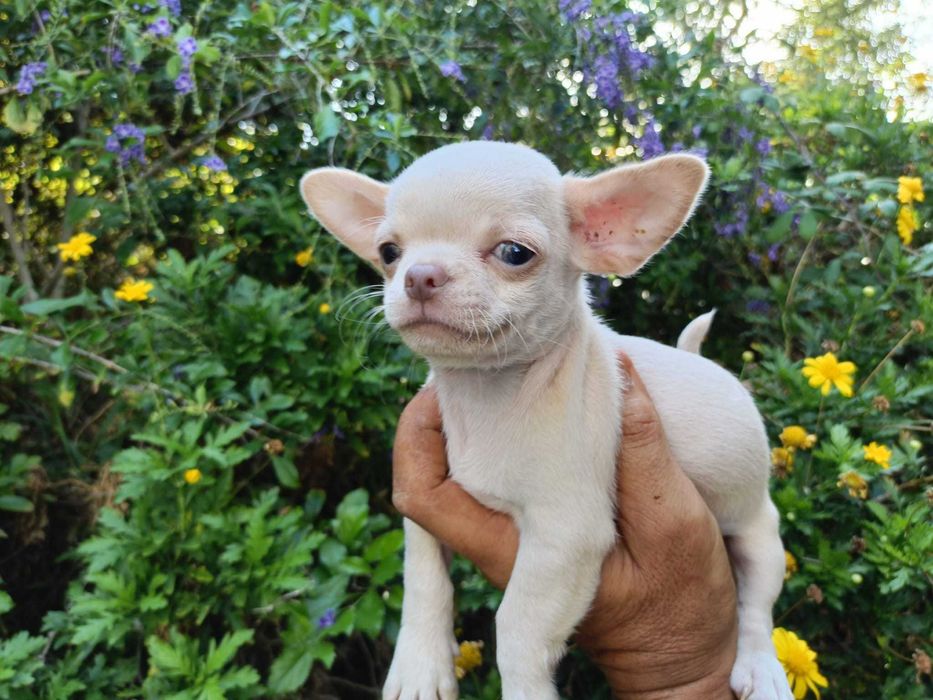 Chihuahua mini machinho pêlo curto