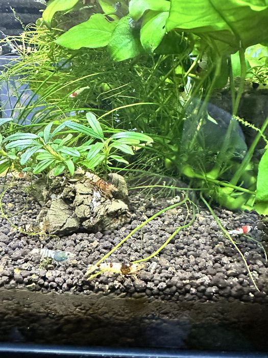 Krewetki caridina po selekcji Black Crystal