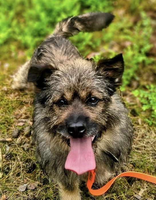 Śliczny mały Boberek do adopcji