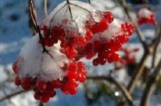 40 сот. у центрі села Юрів