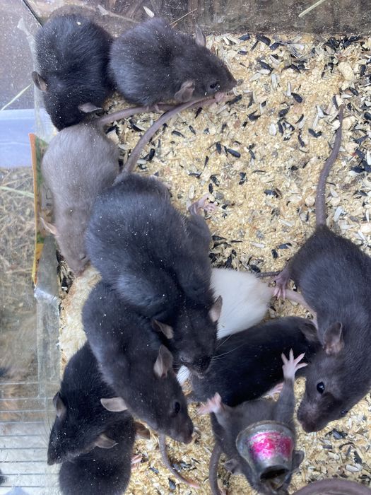 Пацючки на зоомагазин різноколярові