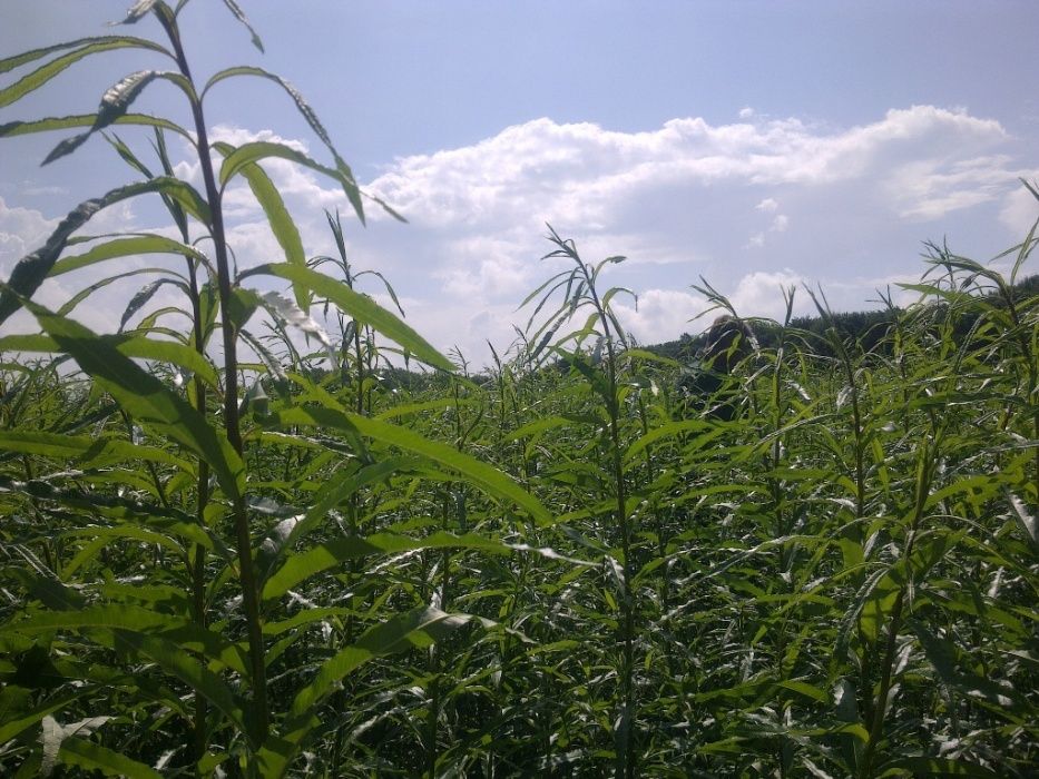 Енергетична верба та тополя 10 сортів