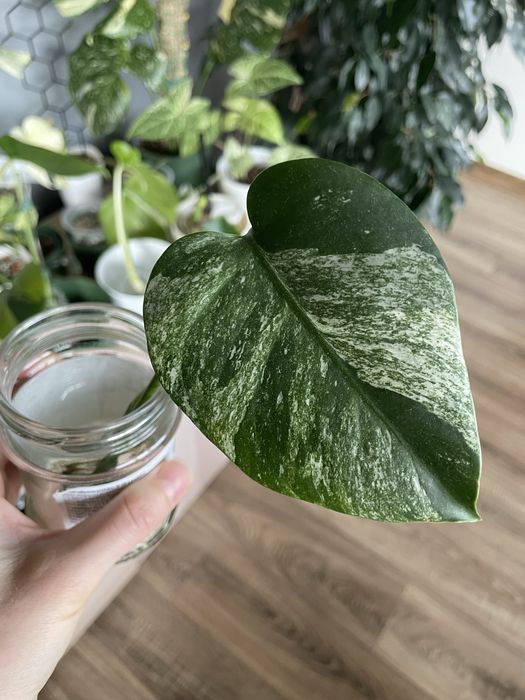 Monstera mint pędówka, naturalna forma nie TC, odbiór Gdańsk