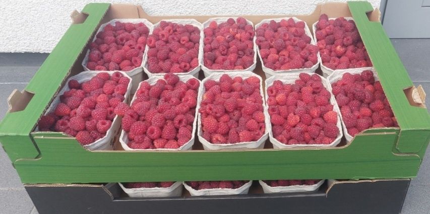 Maliny Naturalne Zbieram Zamowienia