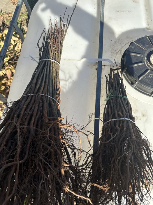 Продам дичку груші,антипка,алича,айва сідо,