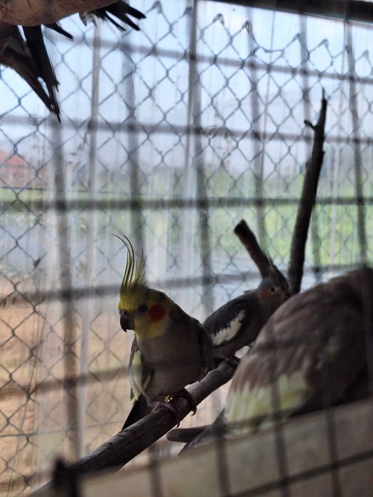 Caturras não sexadas
