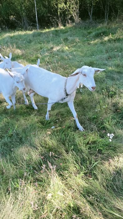 Кози Зааненської породи