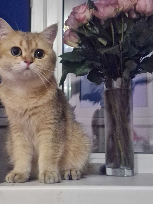 Кот золотистая шеншыла