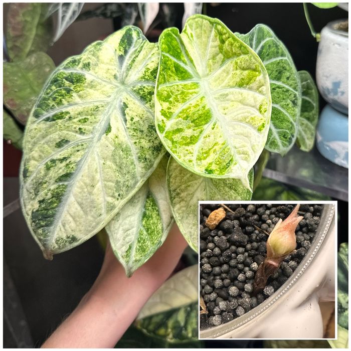 Alocasia ninja tricolor | алоказія ніндзя триколор бульба