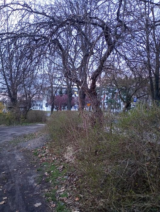 Oddam za darmo drzewo (jabłoń) za wyciecie