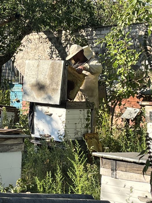 Продам бджоли з вуликами і без розпродаж продаж бджіл дадан ураінські лівіцького стояки корпусні піврамки рута