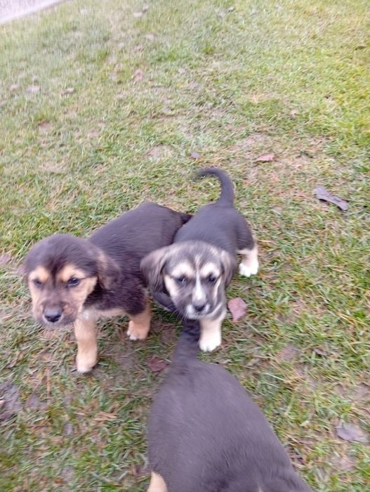 Oddam pieski za darmo,