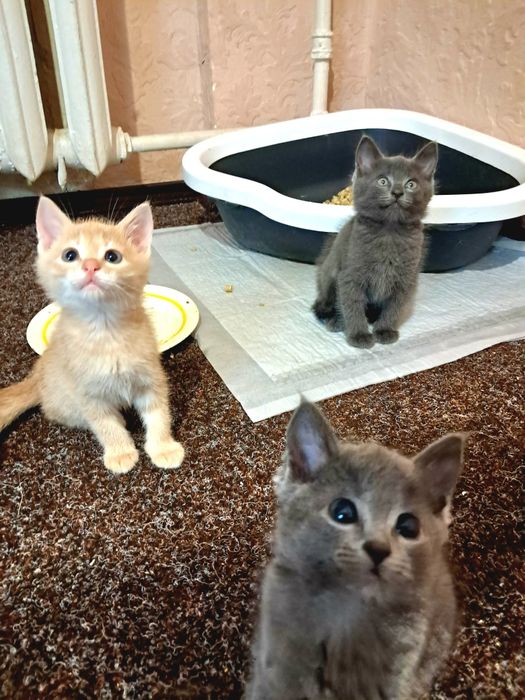 Віддам котят в добрі руки, кошенята
