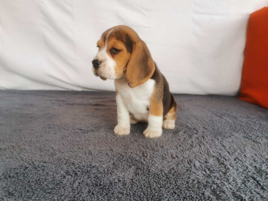 Beagiel  Tri-Color szczeniak