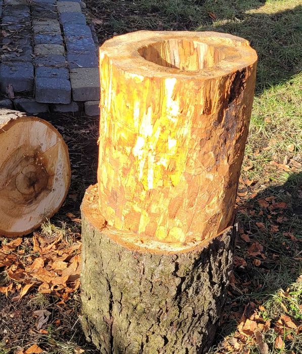 Wydrążony pień kasztan projekt