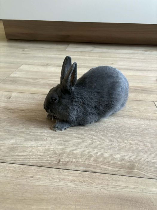 Sprzedam króliki miniaturki