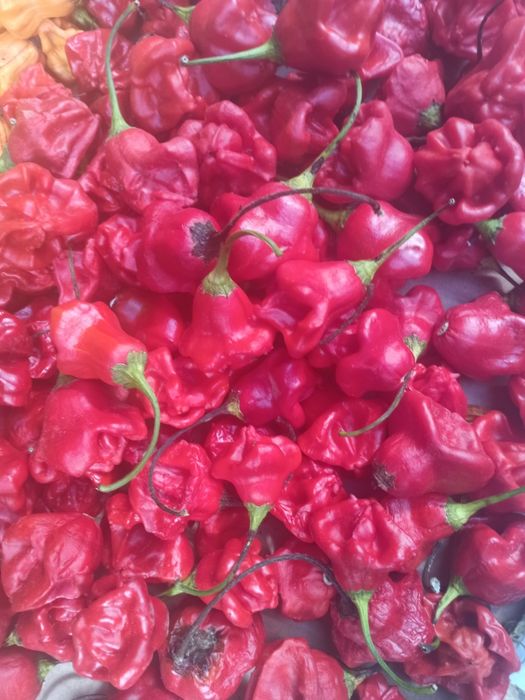 Piri- piri Biológico