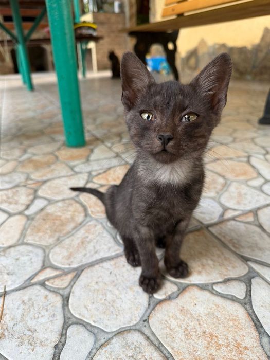 Маленькие котята бесплатно