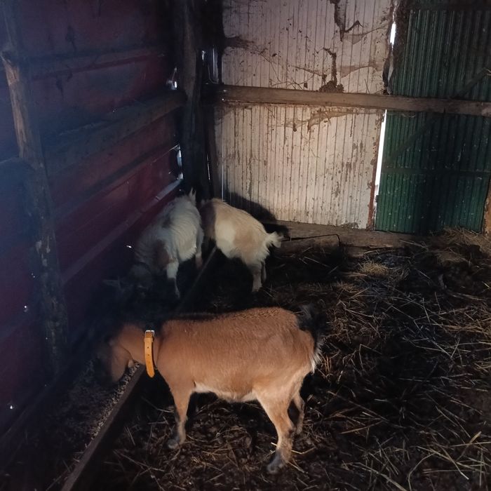 Vendo ou troco chibo anão