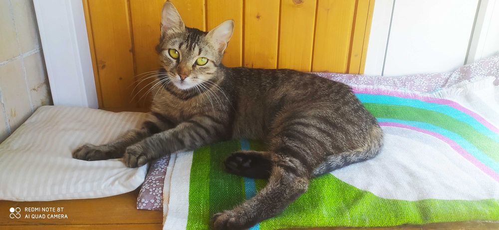 Кішечка в гарні руки