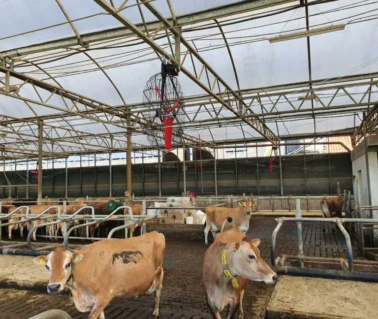 Wentylator do obory, mieszacz powietrza koszowy sufitowy MULTIFAN