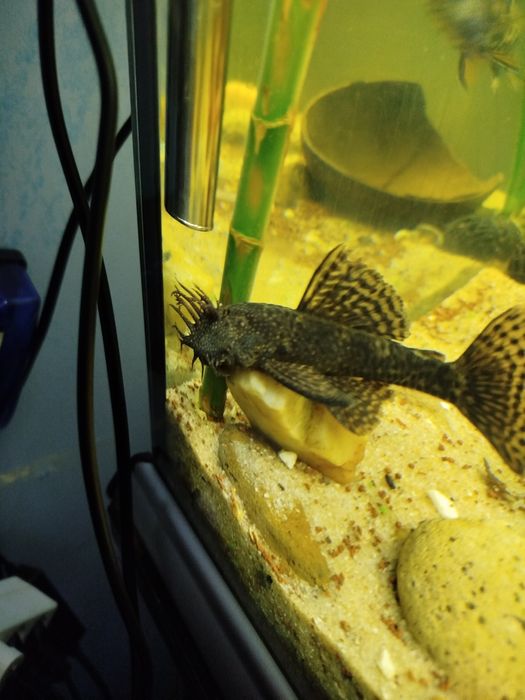 Vendo ancistro adulto