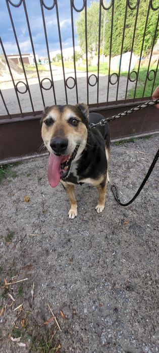 Szarik do adopcji.