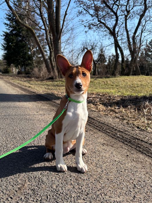 Piesek Basenji FCI