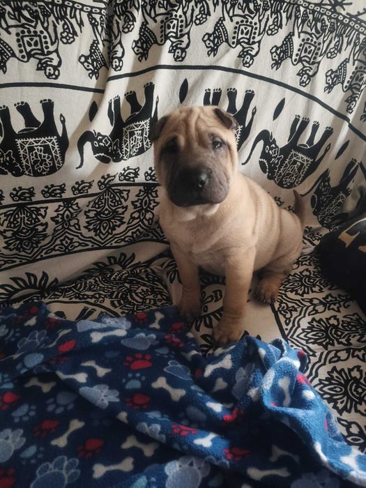shar pei bebé com 2 meses