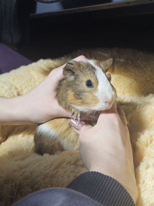 Милі морські свинки