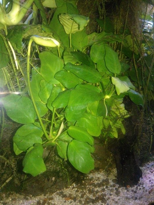 Anubias barteri "Nana"