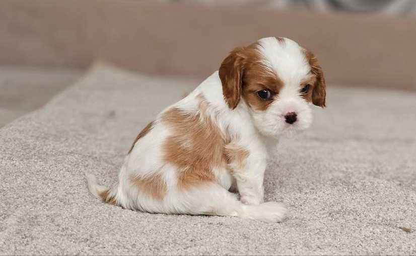 Елітні цуценята Кавалер Кінг Чарльз Спанієля