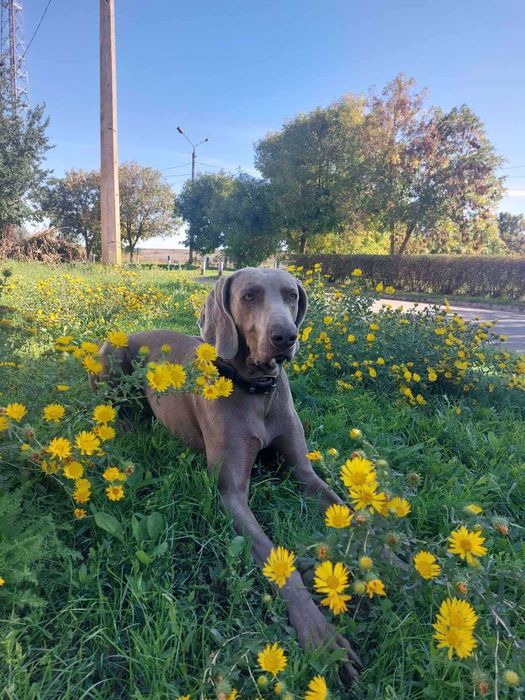 Вязка веймаранера. По всем вопросам обращаться по телефону!