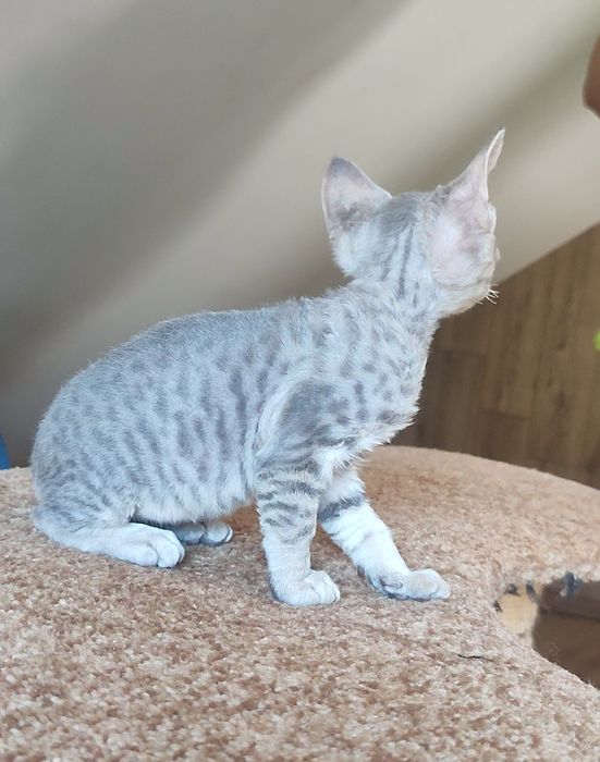 милі і ніжні дівчатка Devon-Rex