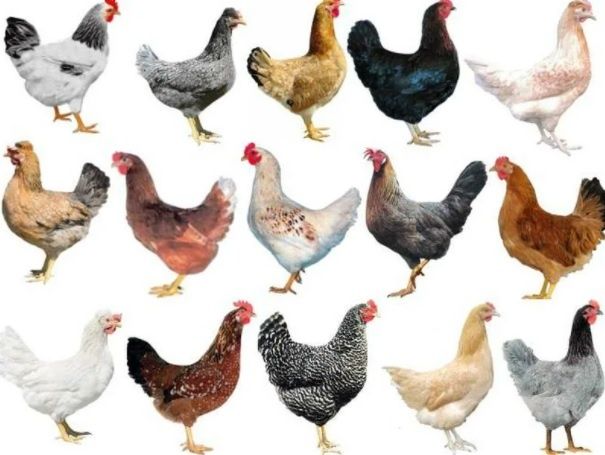 Інкубаційне яйце Домінант