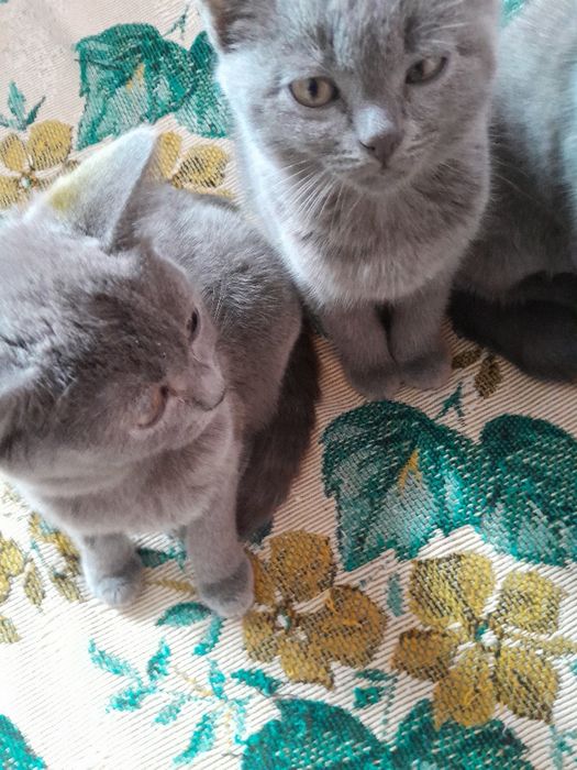 Британские котята