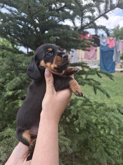Чюдові Такси чистокровні