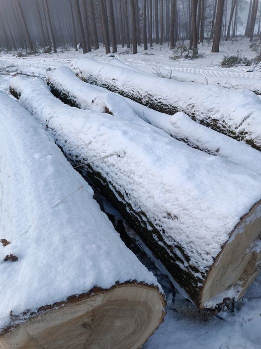 DĄB  tartaczny, kłoda, drewno, tanio