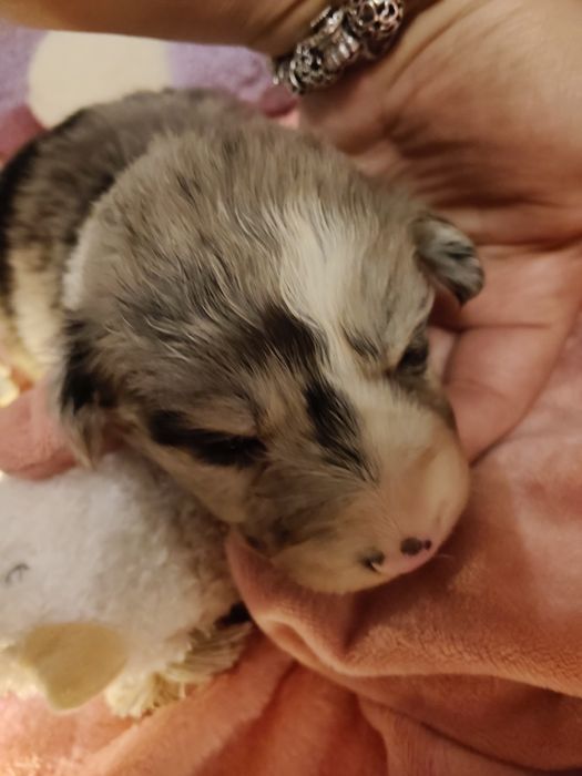 Border collie dziewczynka Blue -merle nr2/badania genetyczne/stawy/RTG