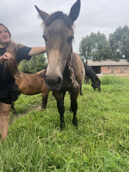 Продам лошадь,жеребець