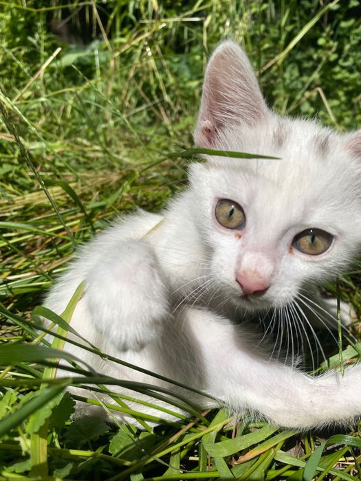 Кошенята шукають сім’ю