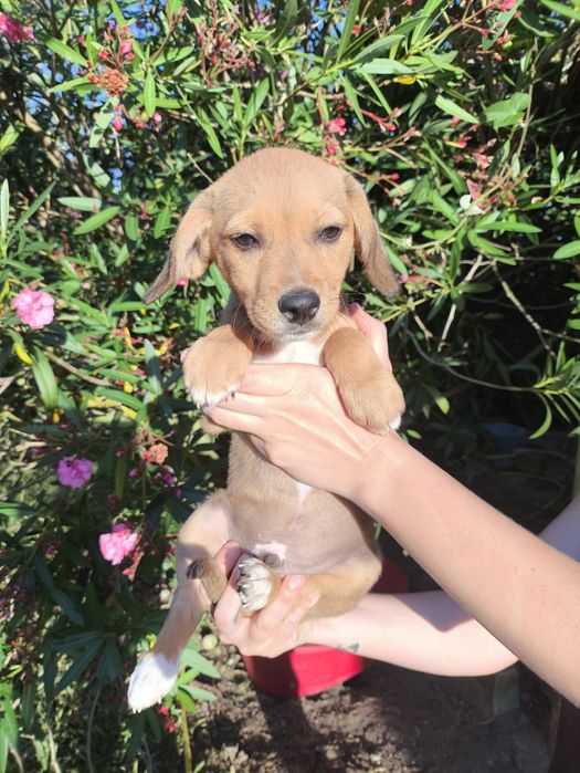4 machos para adopção