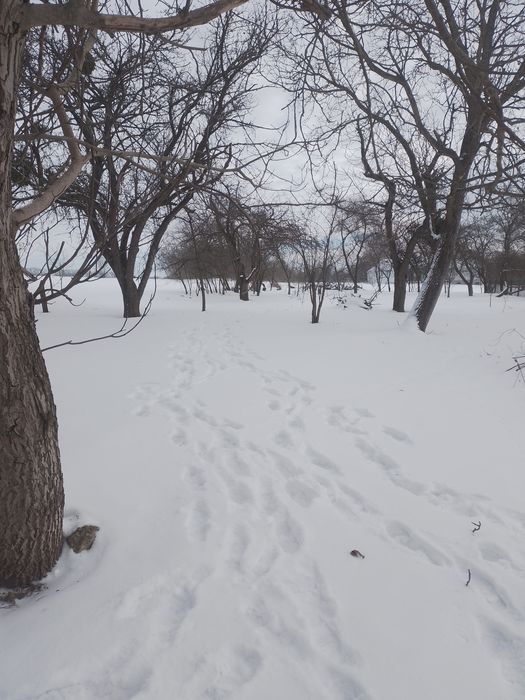 Дача,с. Кузьмінчик.