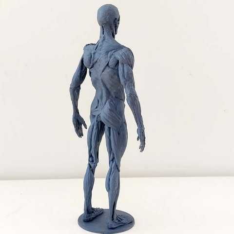 Figura imprimida de Anatomia Humana 3D Completa