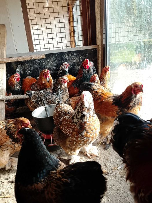 Brahma porcelanowa, jajka lęgowe, pisklęta