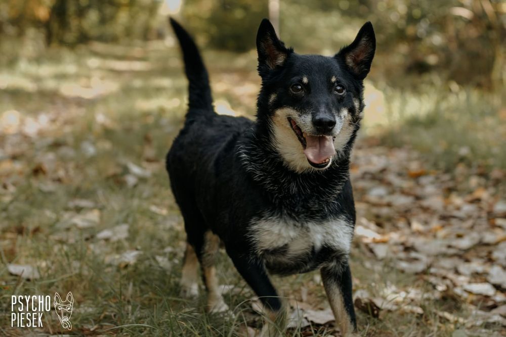 Zwykły/Niezwykły kundelek szuka domu!