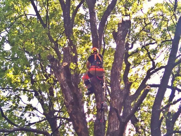 Wycinka drzew, prace alpinistyczne, czyszczenie działek.