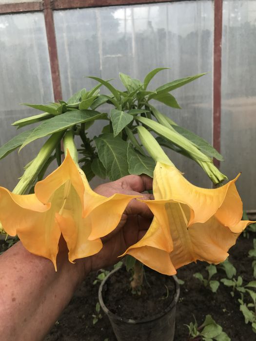 Datura - brukmansja wieloletnia