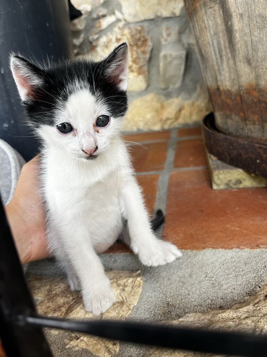 Casal gatinhos mimosos de olhos azuis doar