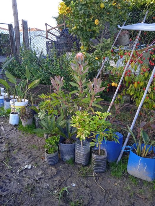 Vendo proteia bonita para jardim ou em vaso grande.